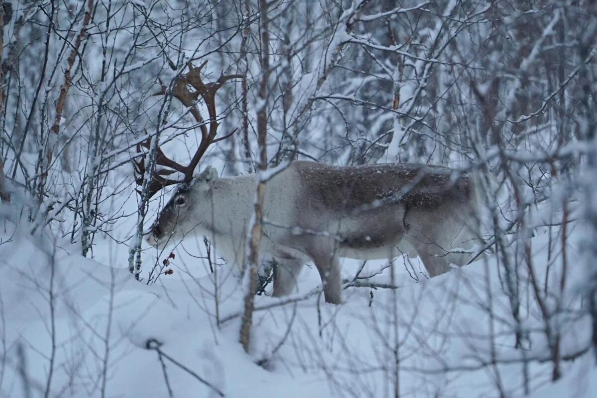 Villa Viihtyisae Moekki Riekkojen Mailla Hetassa Enontekiö Exterior foto